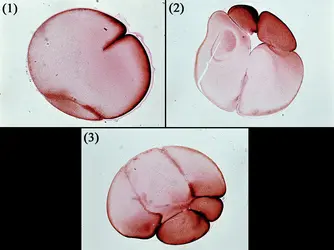 Segmentation de l'œuf de grenouille (1) (2) (3) - crédits : DeAgostini/ Getty Images