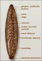 Hirudo, anatomie interne - crédits : Encyclopædia Universalis France
