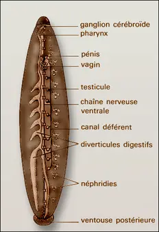 Hirudo, anatomie interne