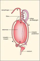 Cigale : tube digestif - crédits : Encyclopædia Universalis France