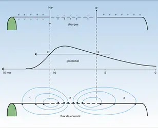 Aspects caractéristiques - crédits : Encyclopædia Universalis France