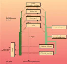 Système neurovégétatif : organisation - crédits : Encyclopædia Universalis France