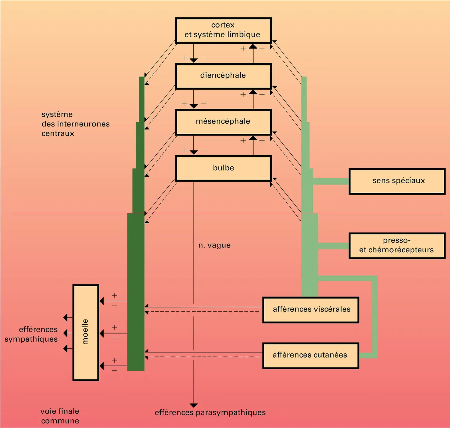 Système neurovégétatif : organisation