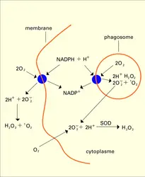 Production d'O2 par le polynucléaire neutrophile humain - crédits : Encyclopædia Universalis France