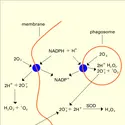 Production d'O2 par le polynucléaire neutrophile humain - crédits : Encyclopædia Universalis France