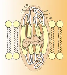 Molécule de rhodopsine - crédits : Encyclopædia Universalis France