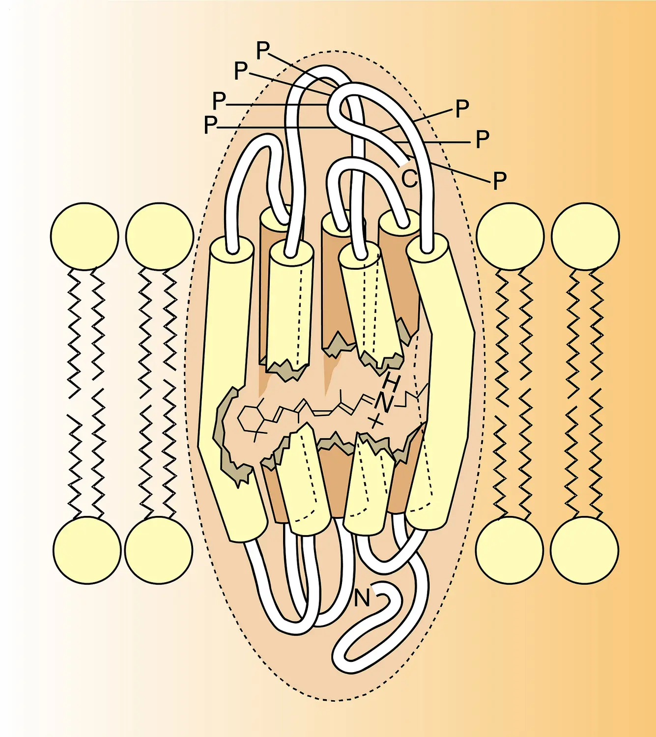 Molécule de rhodopsine