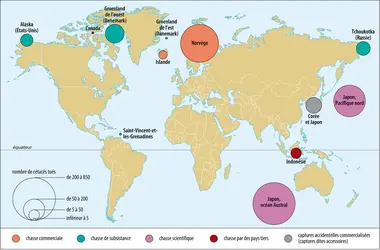 Chasse à la baleine : type et localisation - crédits : Encyclopædia Universalis France