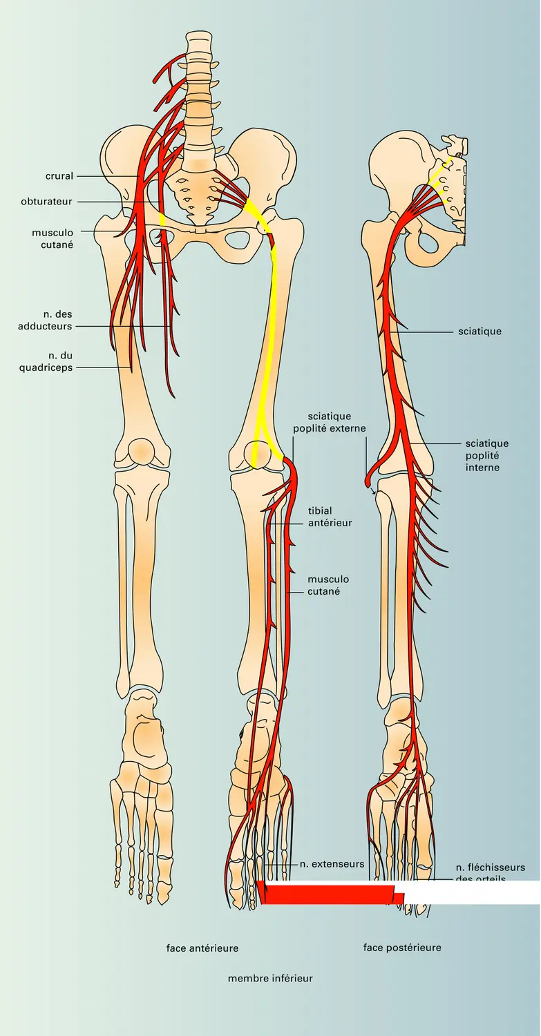 Innervation - vue 1