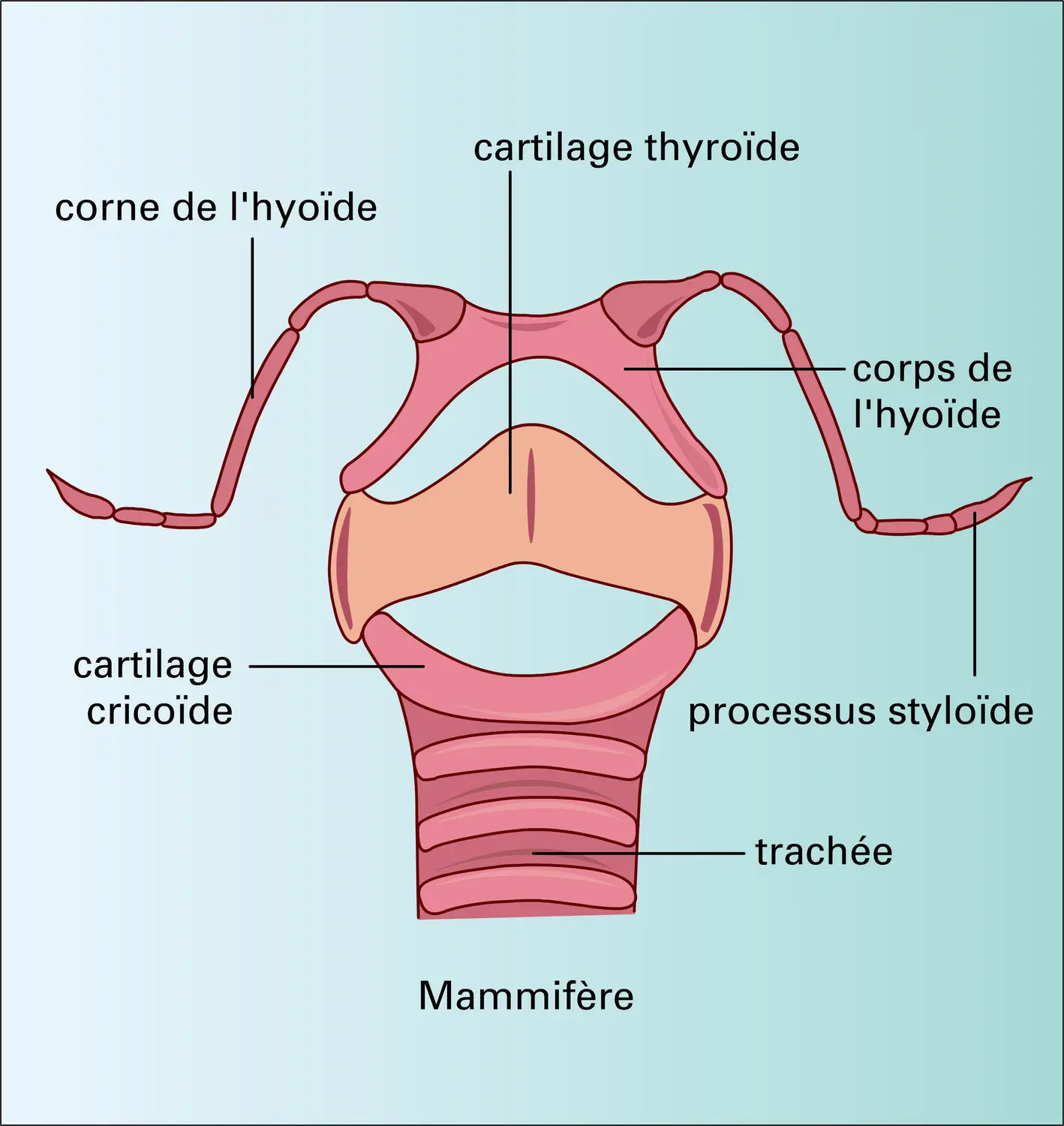 Tétrapodes : arcs branchiaux - vue 3