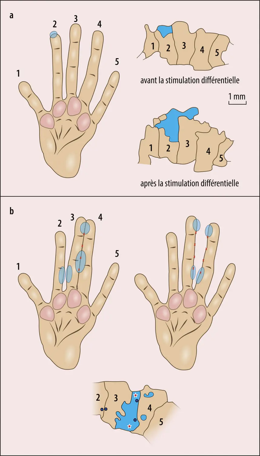 Plasticité du cortex somesthésique