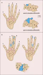 Plasticité du cortex somesthésique - crédits : Encyclopædia Universalis France