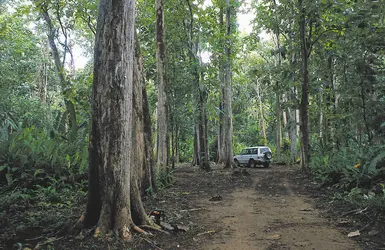 Plantation de tecks, Costa Rica - crédits : O. Monteuuis/ CIRAD