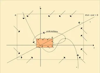 Équations de Fitzugh-Nagumo - crédits : Encyclopædia Universalis France