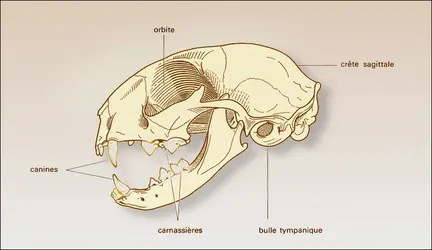 Crâne de Chat - crédits : Encyclopædia Universalis France