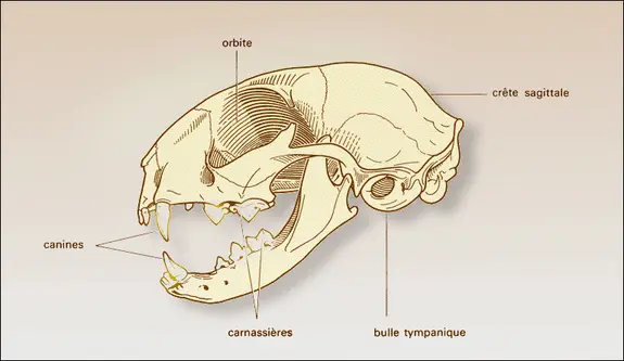 Crâne de Chat