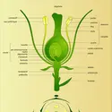 Angiospermes (structure florale) - crédits : Encyclopædia Universalis France