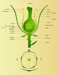 Angiospermes (structure florale) - crédits : Encyclopædia Universalis France
