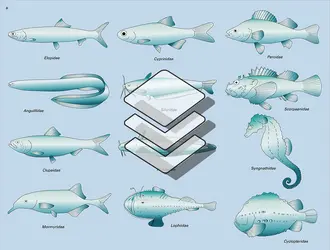 Téléostéens : diversité morphologique - crédits : Encyclopædia Universalis France