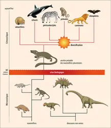 Diversification des mammifères placentaires modernes - crédits : Encyclopædia Universalis France