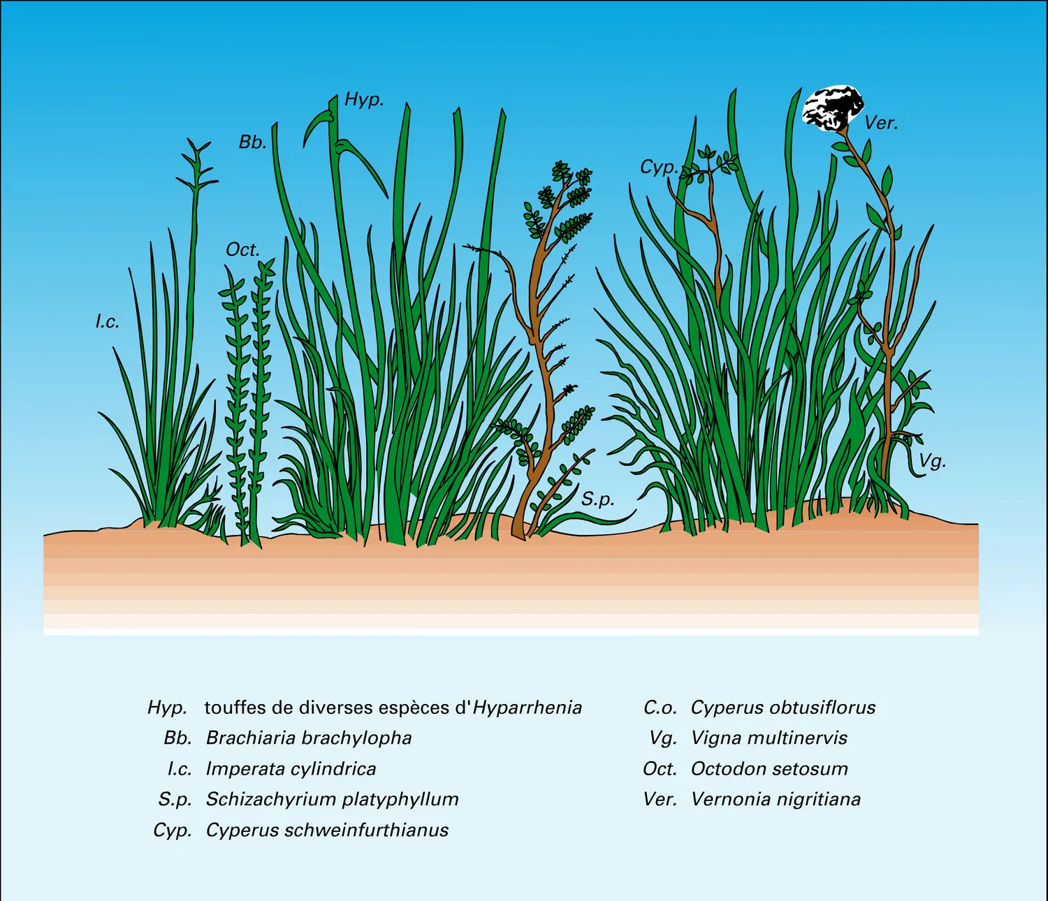 Strate herbacée d'une savane - vue 2