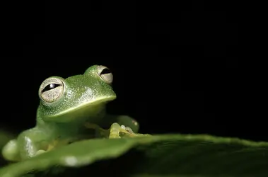 Grenouille de verre, Bolivie - crédits : D. Ercken/ Shutterstock