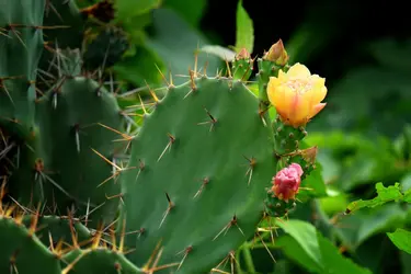 Figuier de Barbarie - crédits : unjiko/ Shutterstock