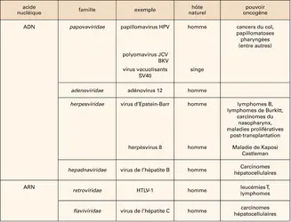 Virus humains oncogènes - crédits : Encyclopædia Universalis France