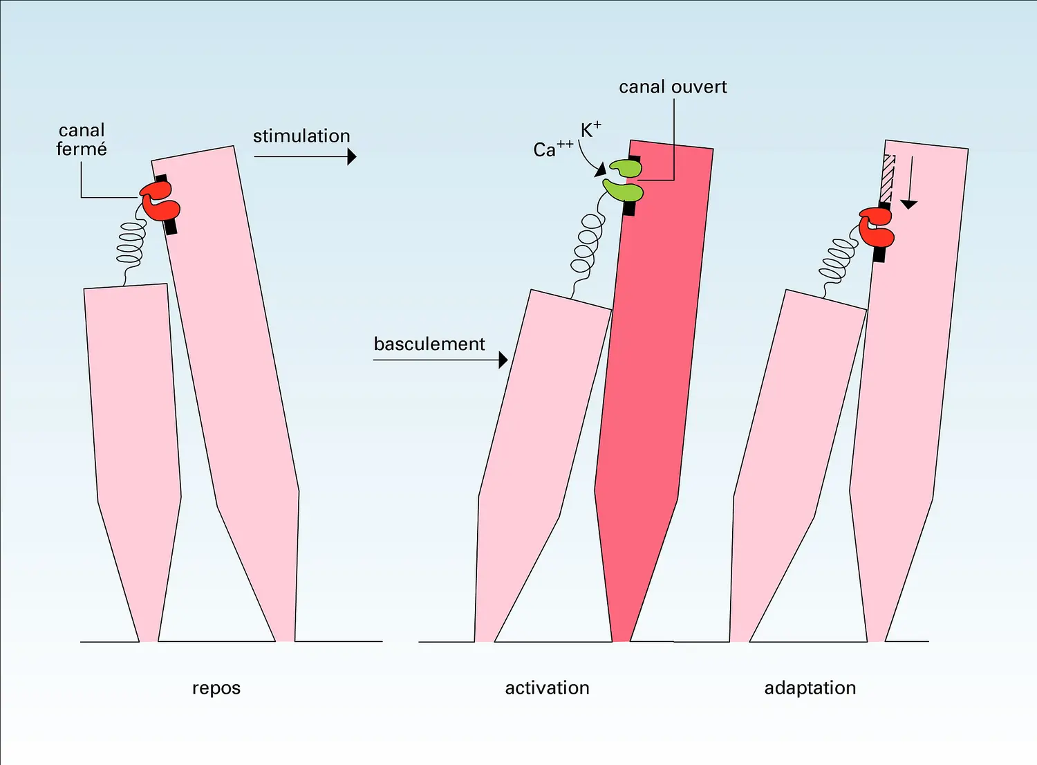 Transduction du signal sonore