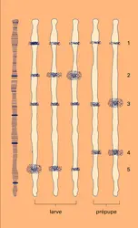 Formation des puffs et développement larvaire - crédits : Encyclopædia Universalis France