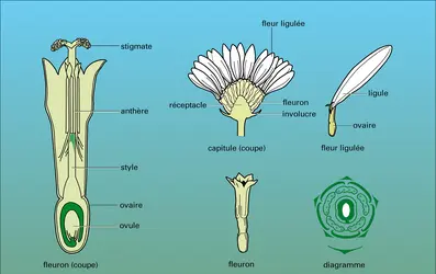 Pâquerette - crédits : Encyclopædia Universalis France