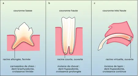Modes de croissance dentaire - crédits : Encyclopædia Universalis France