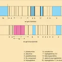 Électrophorèse d'un sérum humain - crédits : Encyclopædia Universalis France