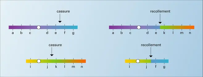 Translocation réciproque - crédits : Encyclopædia Universalis France