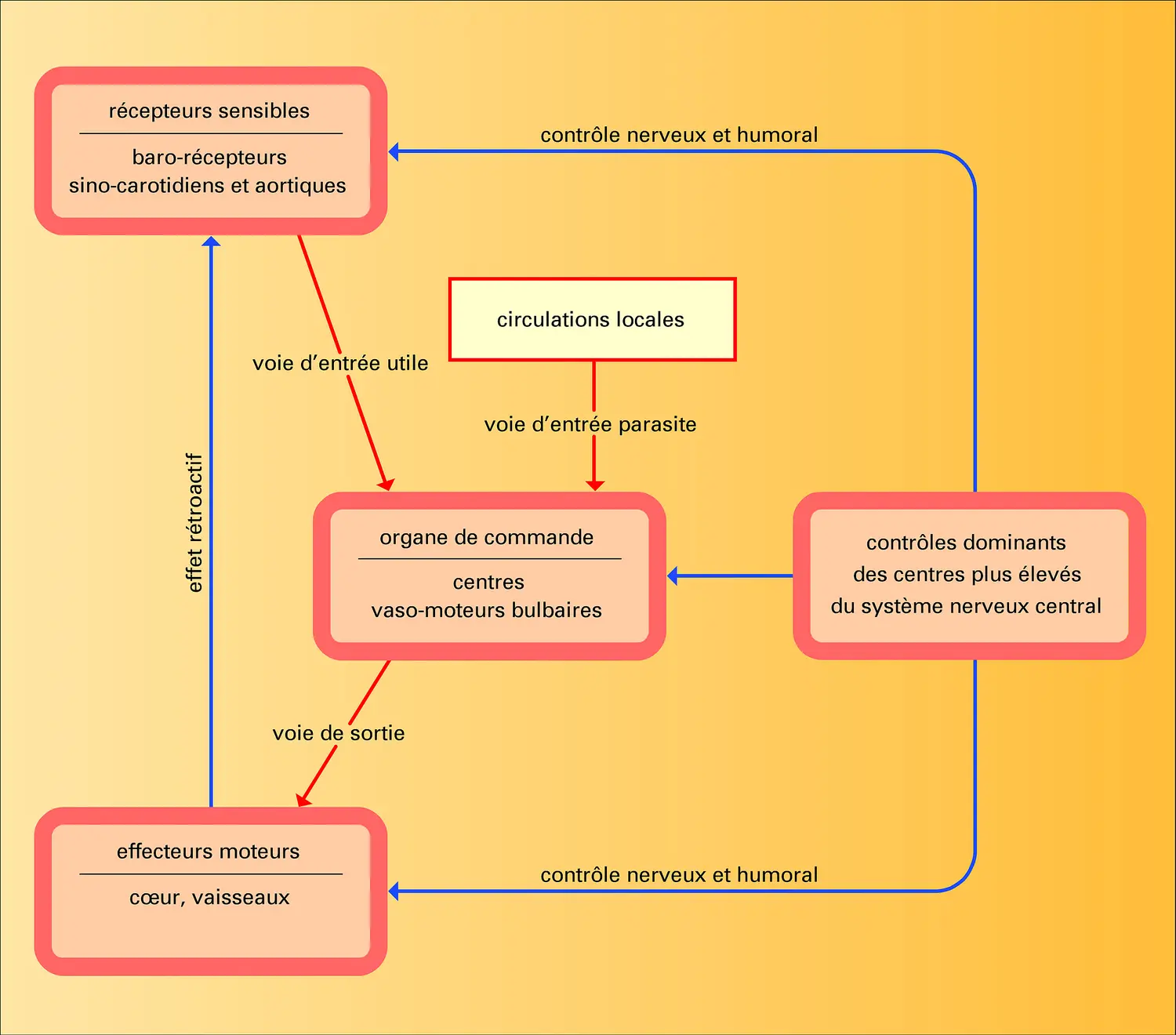 Mécanisme d'homéostasie rétroactif