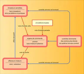 Mécanisme d'homéostasie rétroactif - crédits : Encyclopædia Universalis France