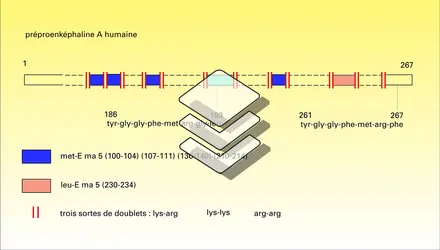 Peptides précurseurs des endomorphines - crédits : Encyclopædia Universalis France