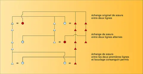 Échange restreint - crédits : Encyclopædia Universalis France