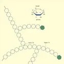 Glucose : macropolymère ramifié - crédits : Encyclopædia Universalis France