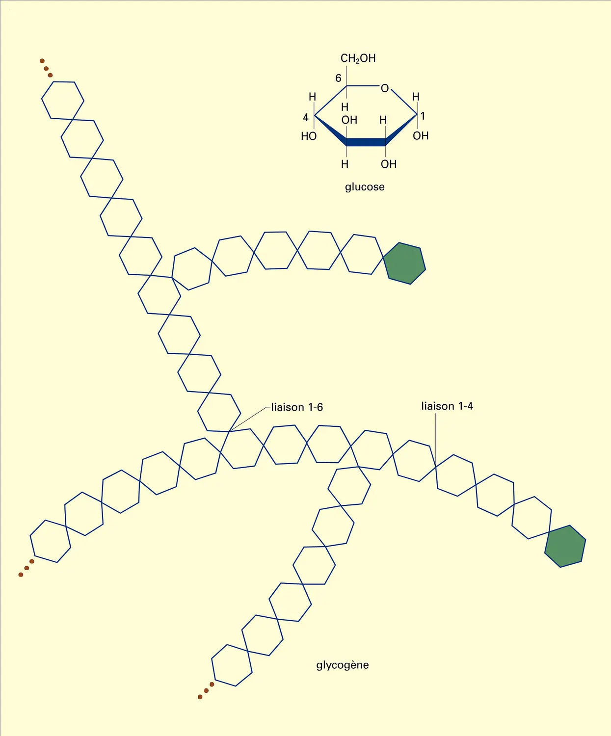 Glucose : macropolymère ramifié