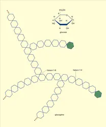 Glucose : macropolymère ramifié - crédits : Encyclopædia Universalis France