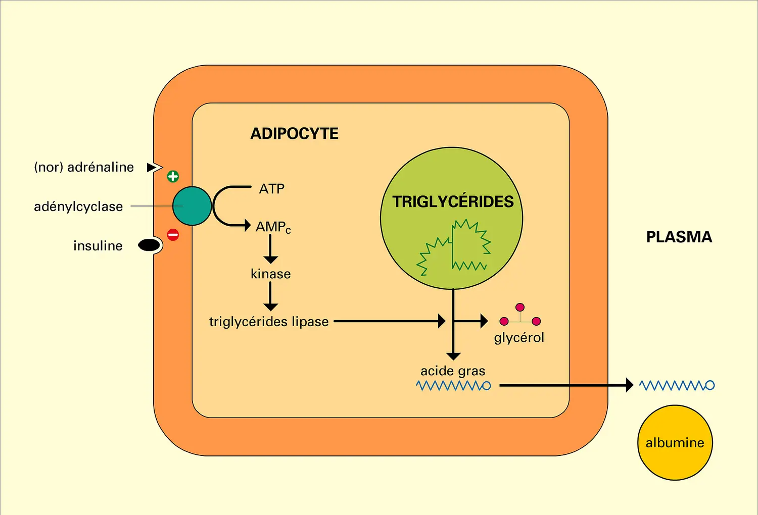 Triglycérides des adipocytes