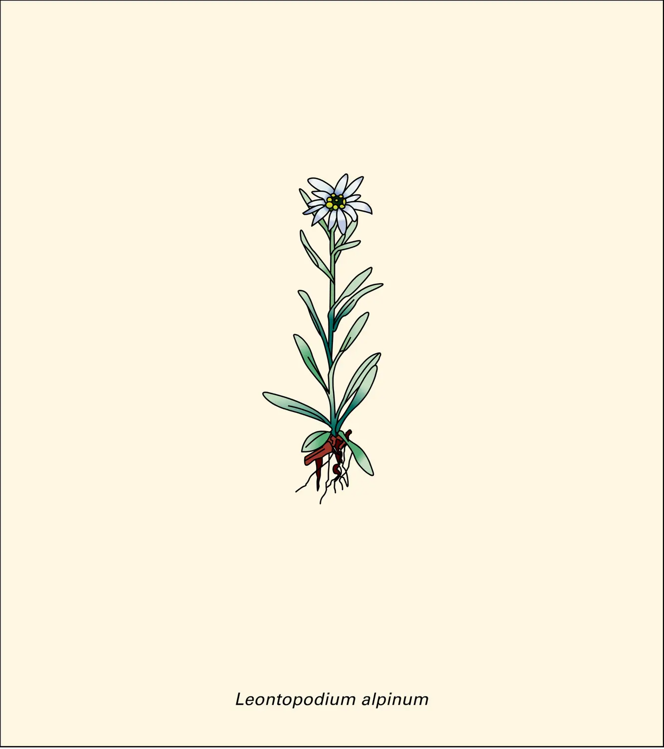 Composées : passage du capitule à l'incapitulescence, avec pauciflorie croissante des capitules primaires - vue 6