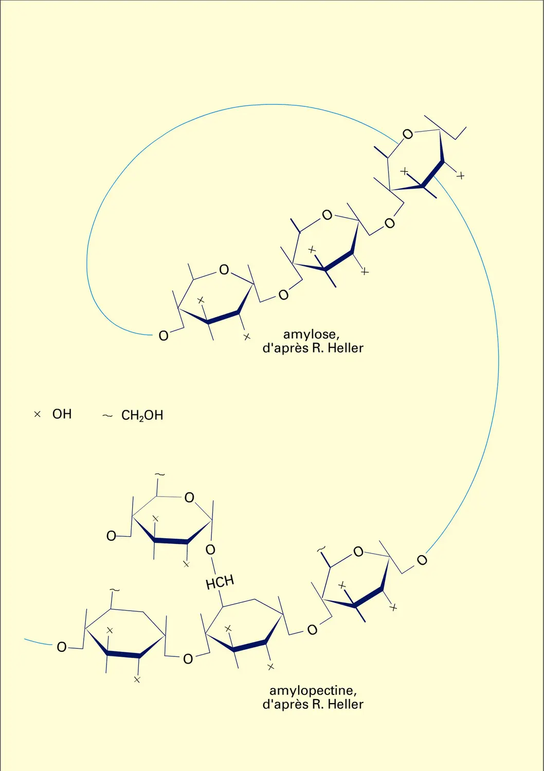 Amidon : structure des molécules - vue 1