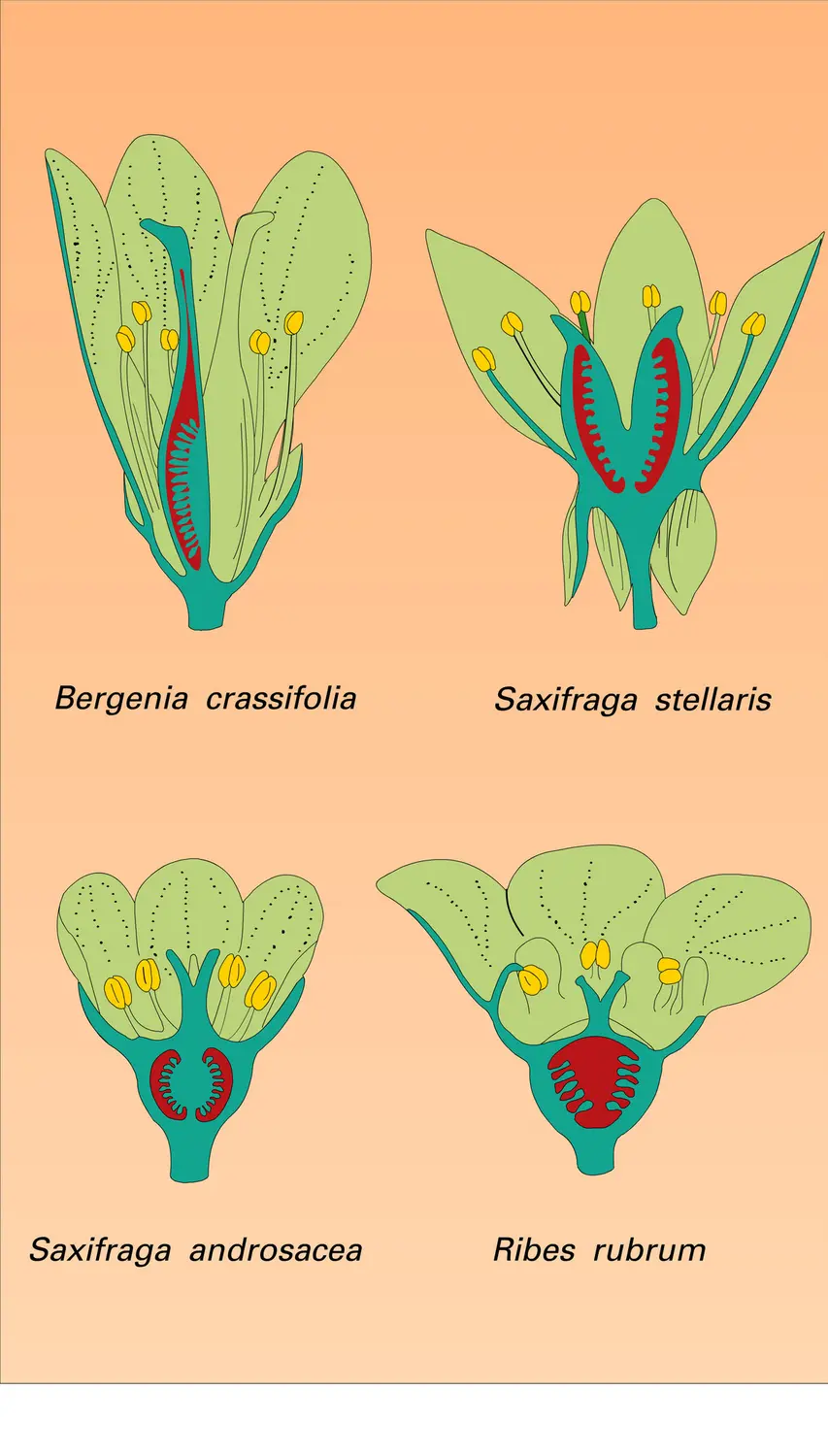 Saxifragacées : fleurs - vue 1