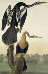 <em>Oiseau Anhinga-Anhinga</em>, J. J. Audubon - crédits : AKG-Images