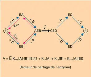 Réaction catalytique - crédits : Encyclopædia Universalis France