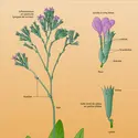Saladelle (<it>Limonium vulgare</it> Mill.) - crédits : Encyclopædia Universalis France