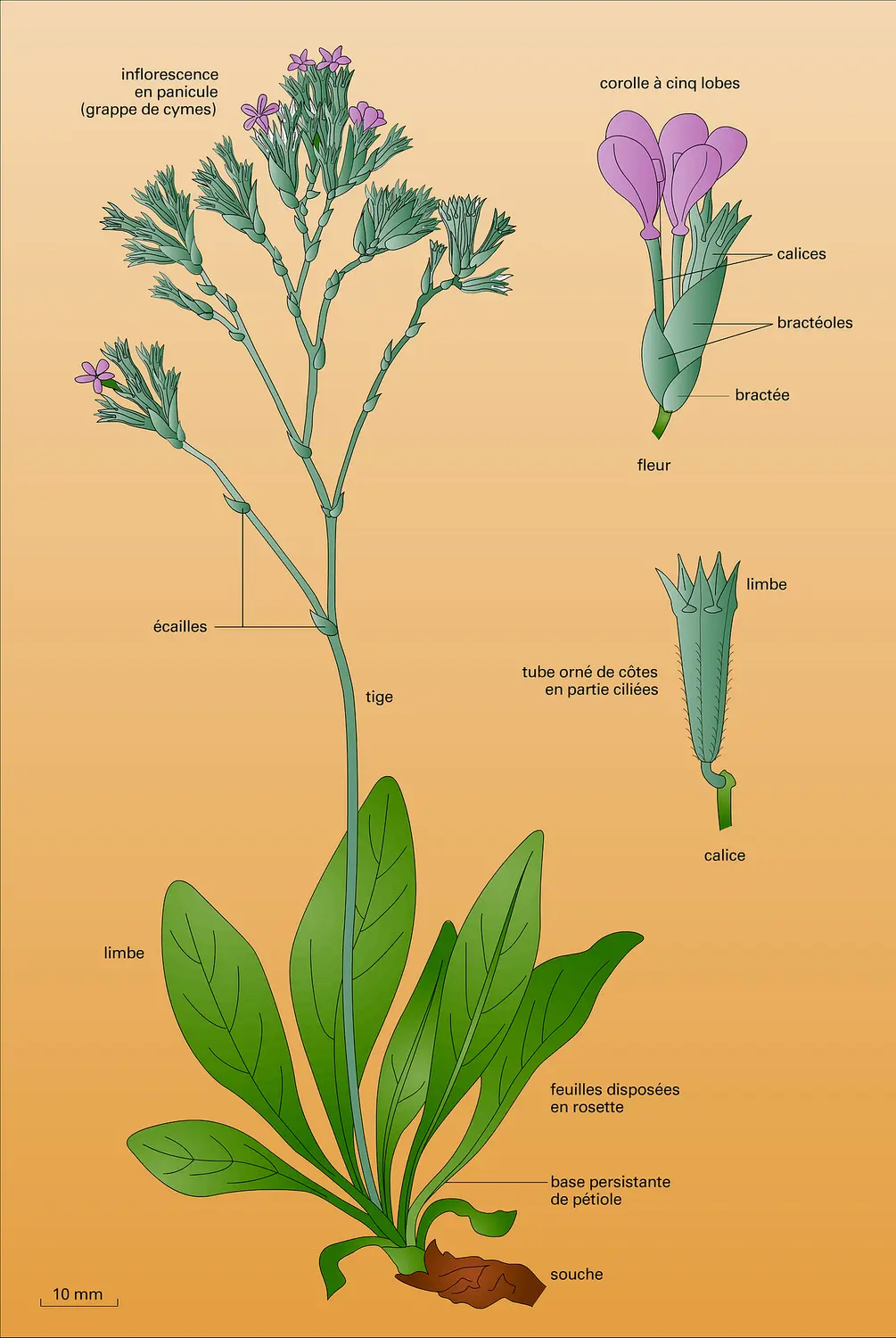 Saladelle (<it>Limonium vulgare</it> Mill.)