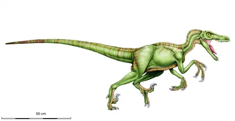 Velociraptor - crédits : Encyclopædia Universalis France